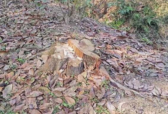 Forest Dept gripped in Corruption: Over two thousand trees cut, smuggled in last 3 days in Madhupur